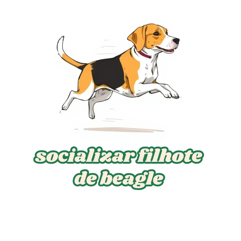 Socializar filhote de beagle