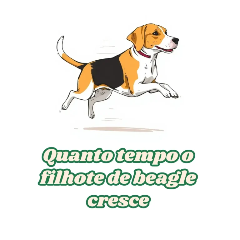 Quanto tempo o filhote de beagle cresce